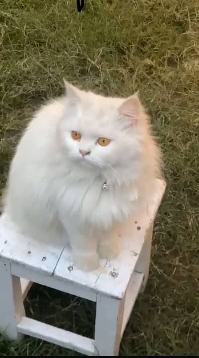 Triple coat persian / siberian cat