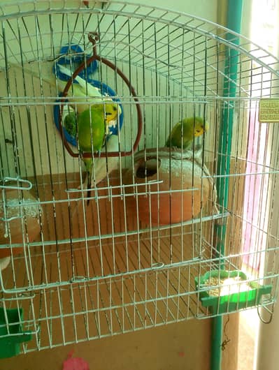 ausyralian parrot 2 pairs