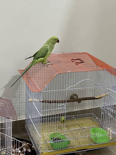 Ring neck hand tamed and taking bird