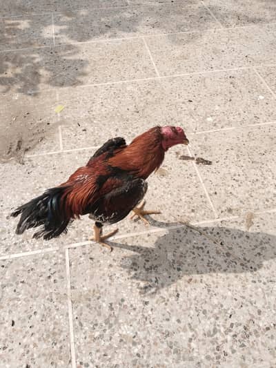 shamo and Thai cross