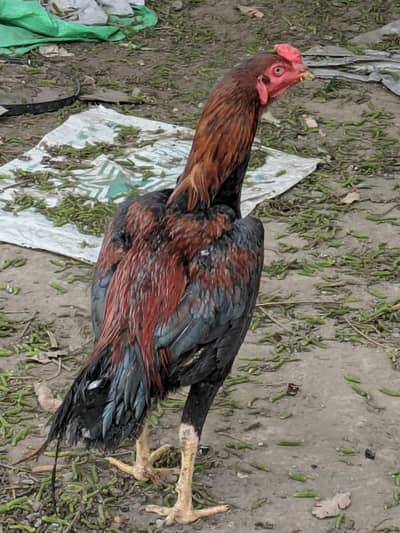 Aseel mianwali beautiful healthy and deai hen