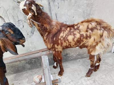 4 Bakra 2 Danth Sale.