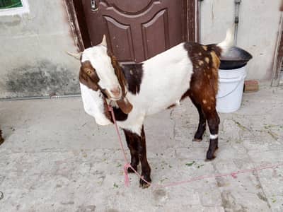 4 Bakra 2 Danth Sale.