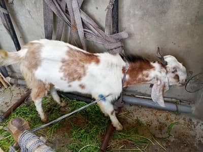 2 Bakra 2 Danth Sale.