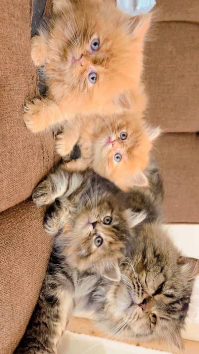 Persian kittens