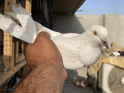 Out class male low flyer