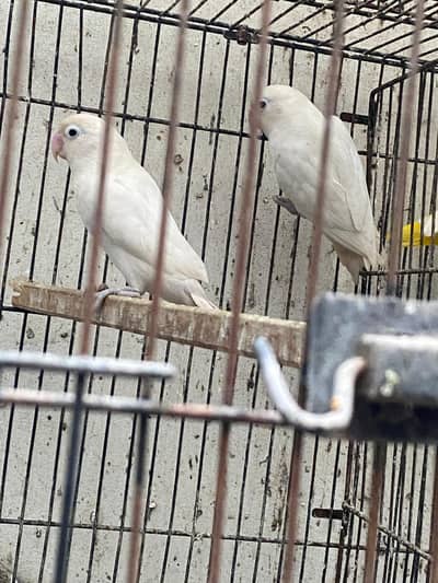 Albino black eyes 7 Pairs with 8 portion Cage