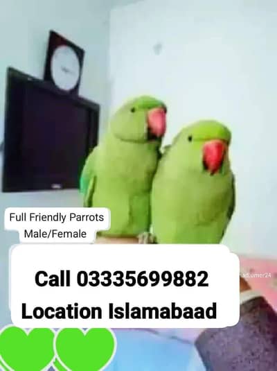 Single 7000 Hand Tamed Friendly Green Ring Neck Parrots Male/Female