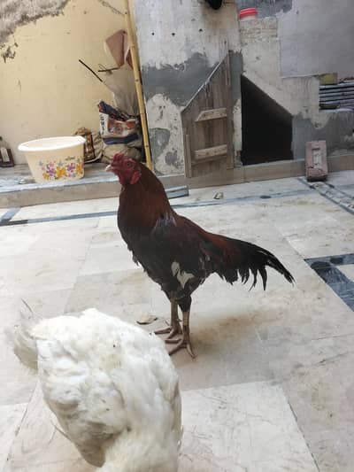 Aseel Amriha healthy murgha  with aseel murghi with chakn