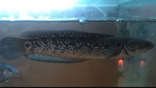 Channa, Black Diamond & Pool