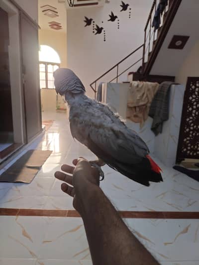 grey parrot