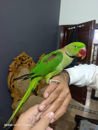 Raw Parrot For Sale