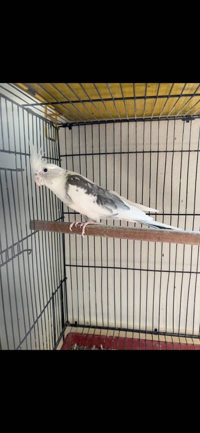 Cocktail beautiful male