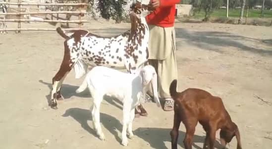 do bacchon wali desi bakri for sale call on 03348310322