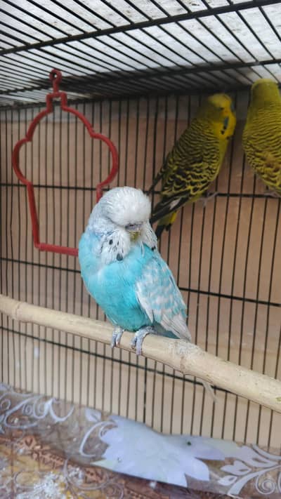 exhibition budgries breeder pair