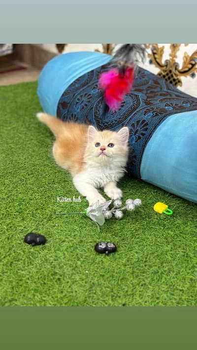 important kittens are available