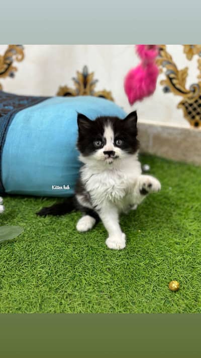 important kittens are available