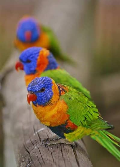 I'm selling red collar lorikeets chicks