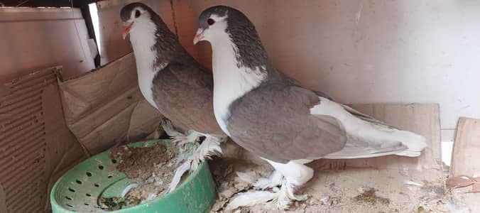 Black and Silver sherazi