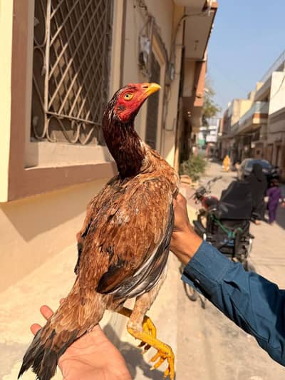 very supreme quality aseel female 03226959889