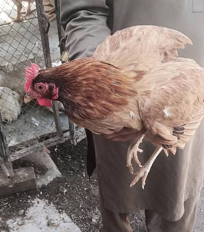 Murghi  Eggs Walii (Home Delivery Available)