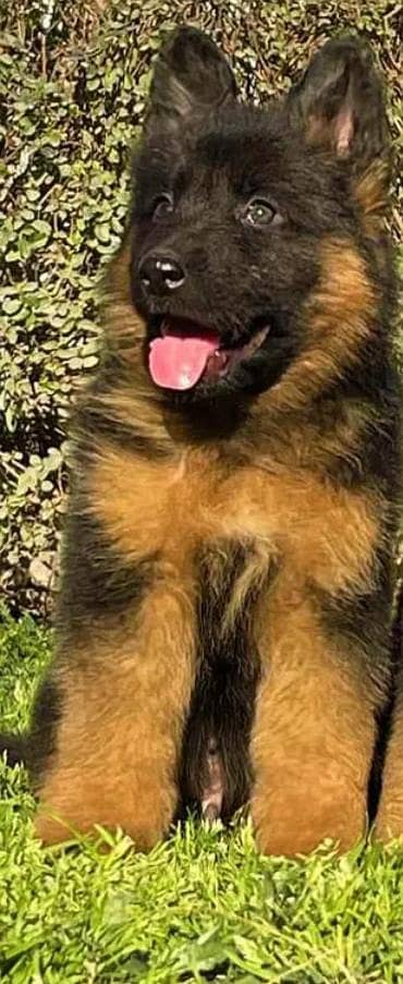 German Shepherd