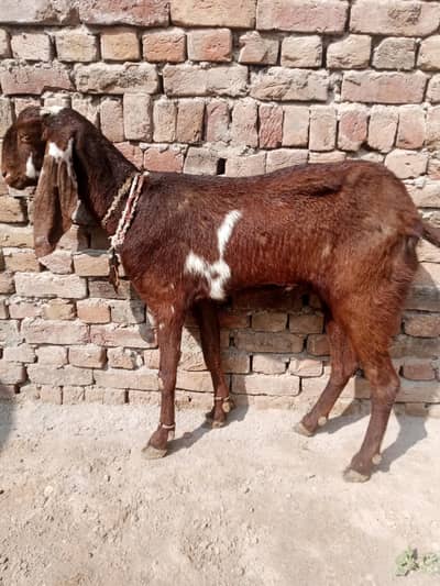 Bakri