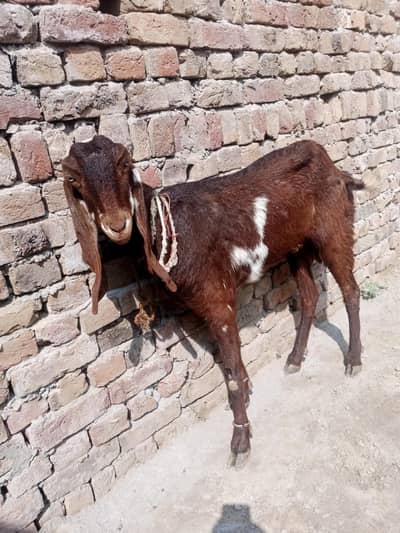 Bakri