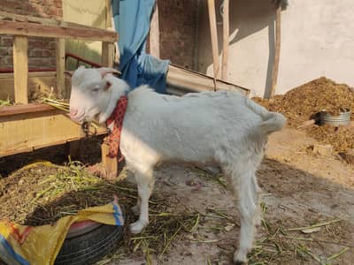 Russian Teddy Bakra full white with pink nose snd eyes