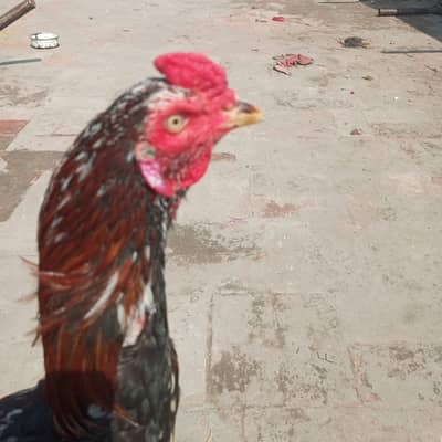 Two Aseel Pathay for sale