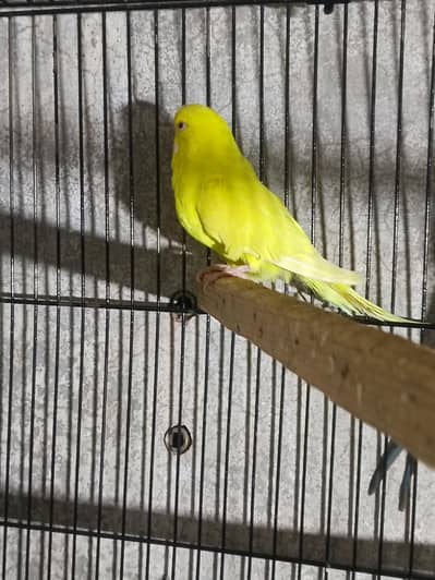 king size breeder pair