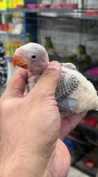 Raw chicks for hand tame