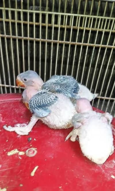 Raw chicks for hand tame