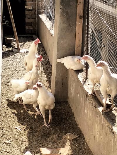 aseel chicks and aggs for sale