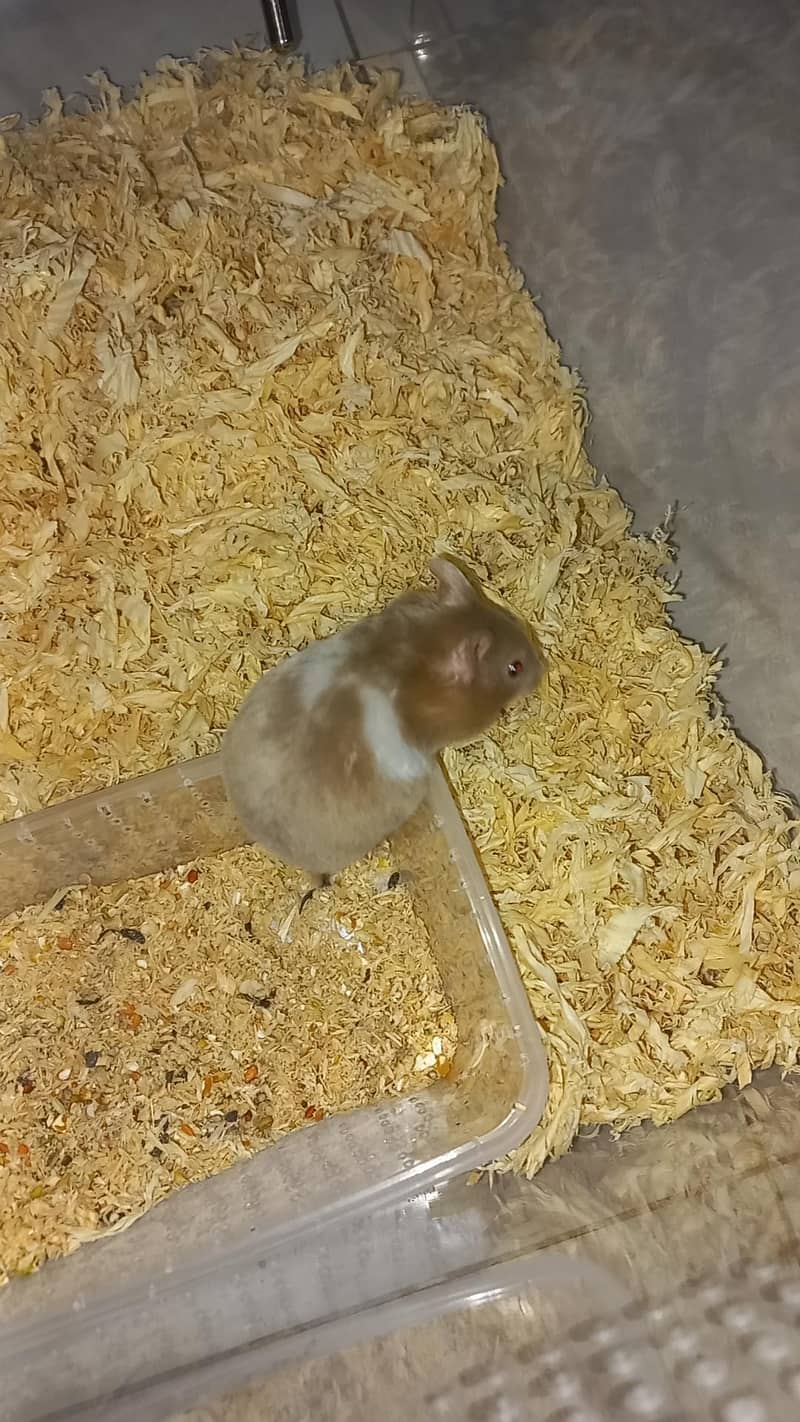 hamster 0