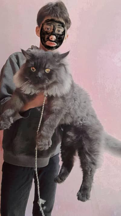 persion triple coat male for sale