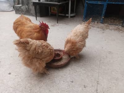 Golden Heavy Buff trio for sale