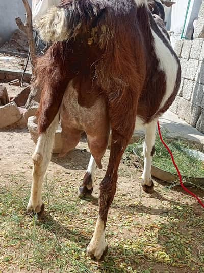 8dant teddy bakri for sale 2 sa 3 din Sony ma lyti ha