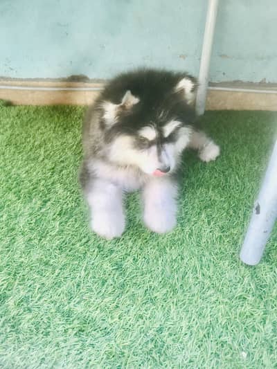Husky puppy’s