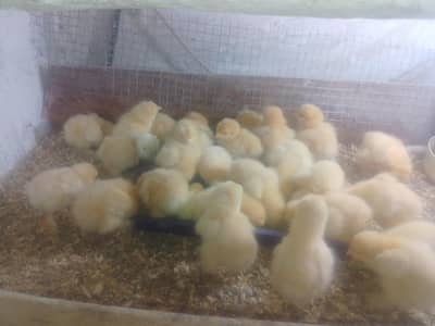 female golden buff Cochin australop  Japanese  bantam chicks  egg male