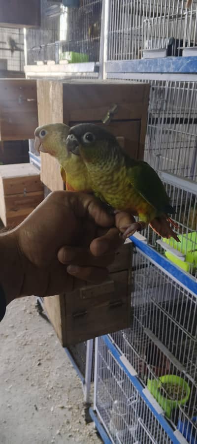 Pinapple conure Hand tame