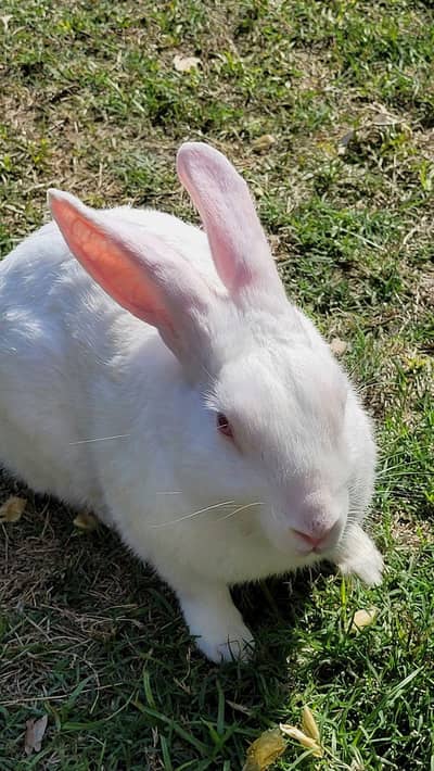 MALE and Fimaile+baby's Rabbit Available