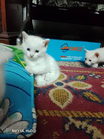 russian cat kitnes gary and blue eyes