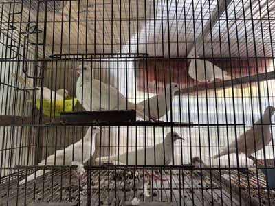 Khumray / Dove for Sale