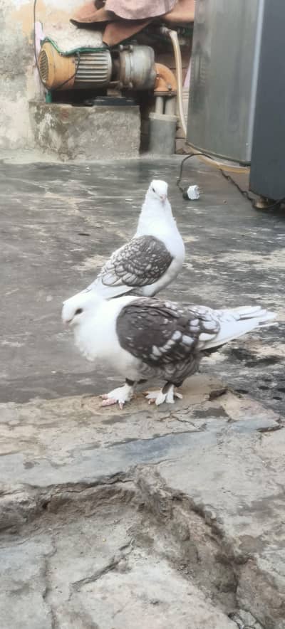 Sentinent Chocolate cherry Male