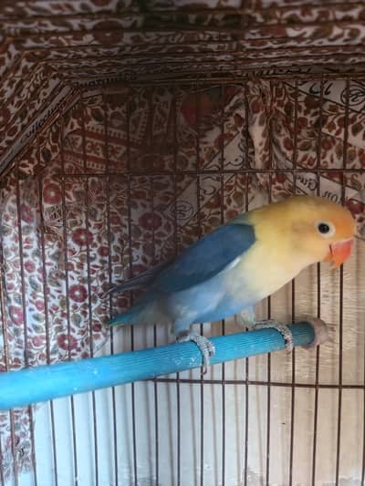 active healthy Hy male hy