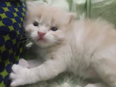 Persian male cat light browncolour Jo interested hn price Kam ho jaygi