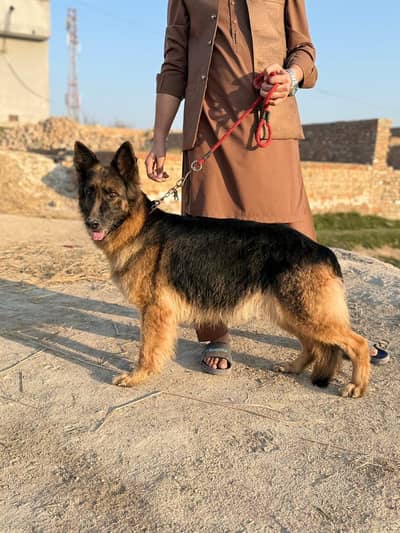 Healthy friendly and active female German shepherd