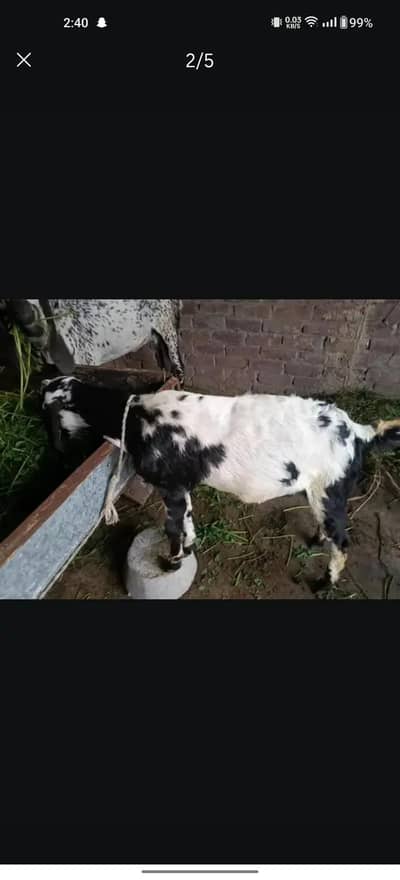 dasi phath 3 month ki  03196624720