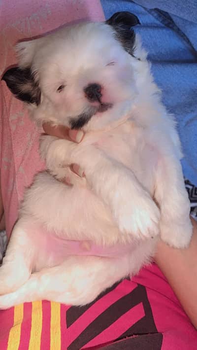 shutuzu pedigree puppies